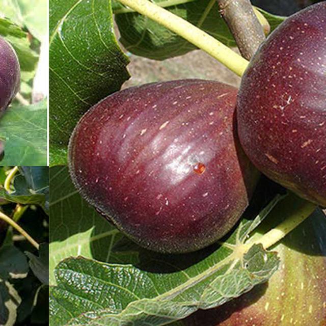 5 Manfaat Buah Tin Dipercaya Bisa Mencegah Kanker Payudara Ragam Bola 