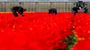 Pekerja mengambil bunga tulip di sebuah ladang dekat Lisse, Belanda tengah barat, (17/4). Menurut bank Belanda, negara ini terus menjadi pemain terbesar dengan 52 persen berbagi dalam ekspor global bunga dan tanaman. (AP Photo/Peter Dejong)