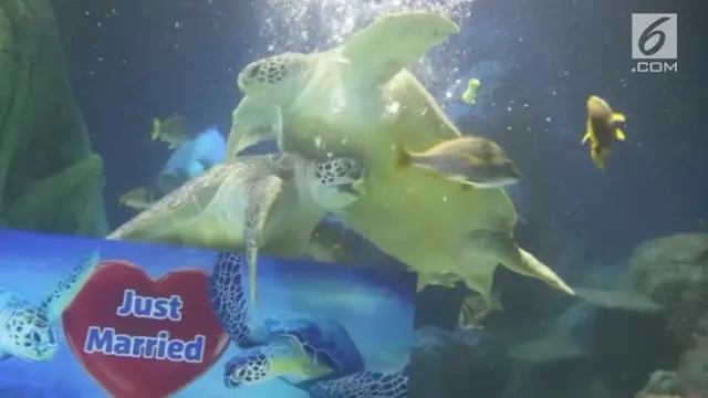 Sepasang kura-kura menikah di kota Manchester. Pernikahan mereka ikut disaksikan oleh para pengunjung sebuah aquarium raksasa.
