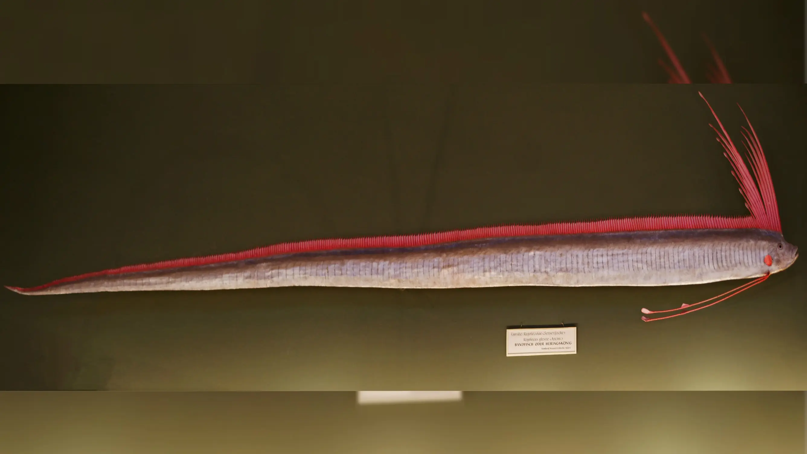 Regaleus glesne atau oarfish raksasa (wikimedia commons)