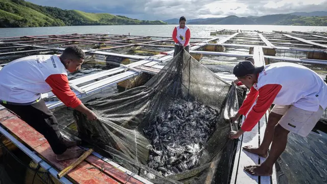 Hasil budi daya ikan air tawar seperti nila dan mujair melalui keramba jaring apung (KJA) di Danau Sentani, Distrik Heram, Jayapura, Papua (Istimewa)