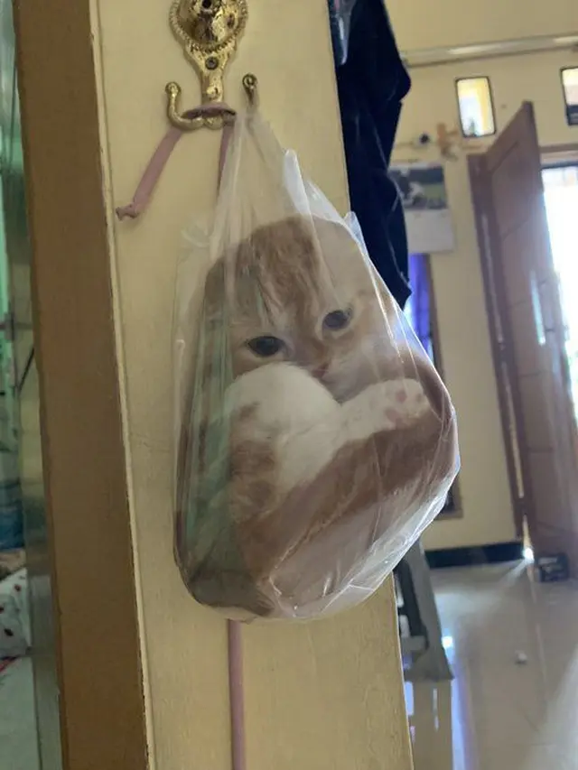 6 Potret Kucing Dicantelin Gagang Pintu di Dalam Kantong Kresek Ini Kocak, Pasrah Banget