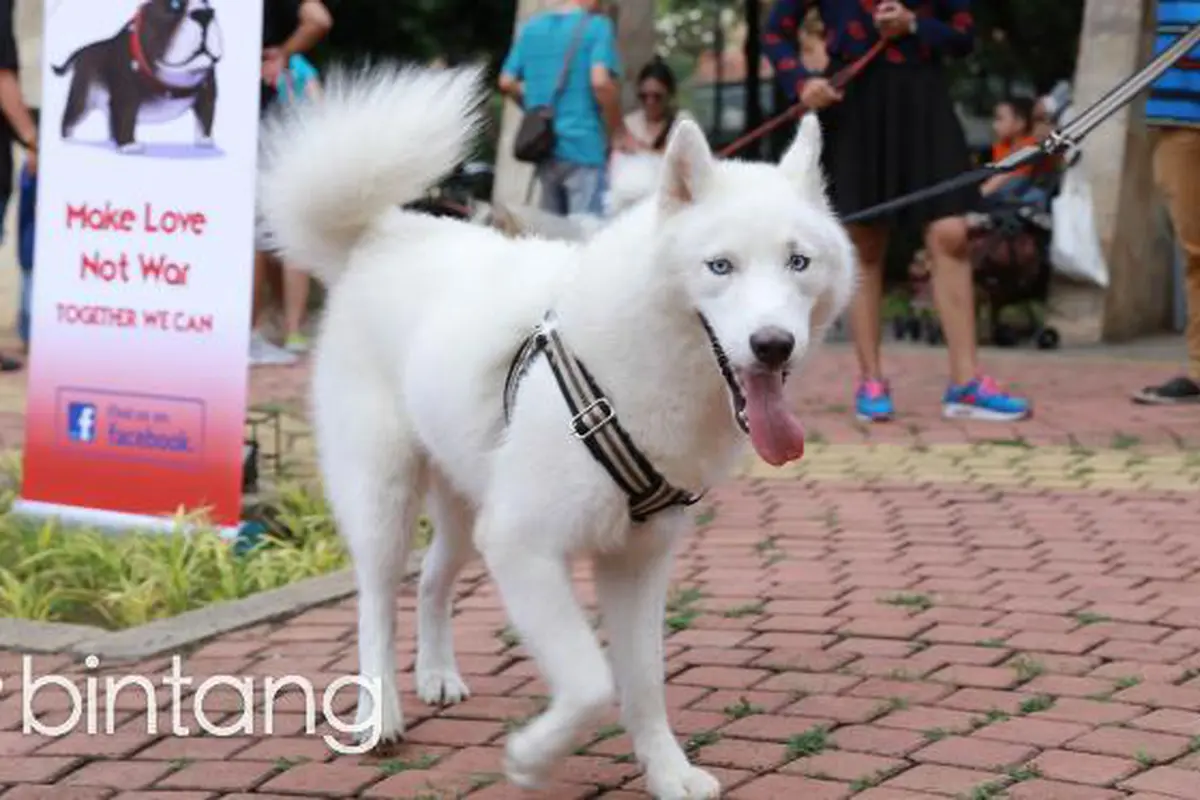 Semua Jenis Anjing Bisa Dilatih Menjadi Anjing Pelacak  