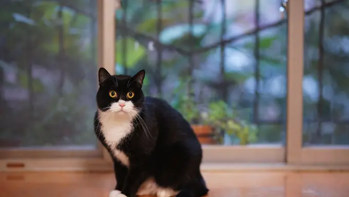 Kerap Curi Barang Tetangga, Kucing di Inggris Ini Dijuluki ‘Klepto Cat’