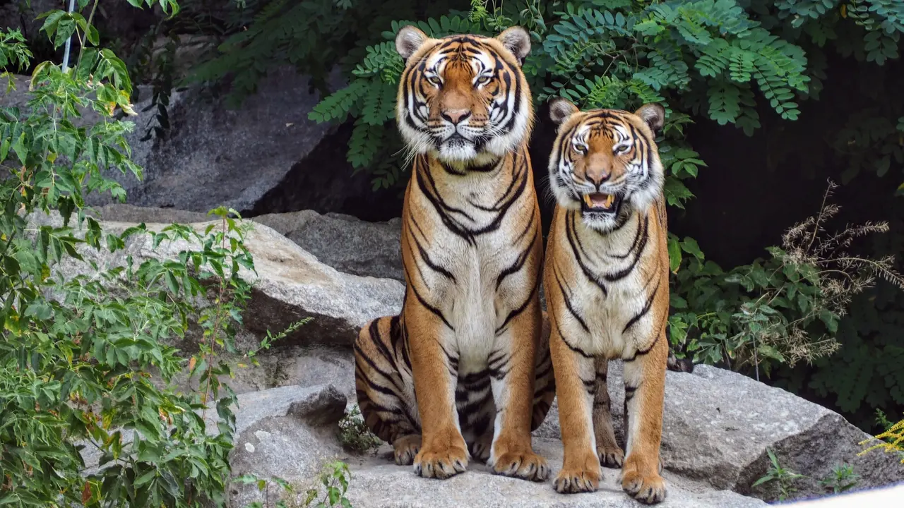 Ilustrasi harimau