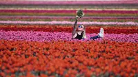 Terpukau Bentangan Tulip yang Sedang Merekah di Jerman dan Korea Selatan
