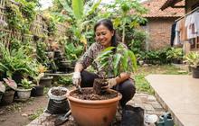 8 Tanda Tanaman Buah Harus Ganti Pot, Jangan Sampai Gagal Panen
