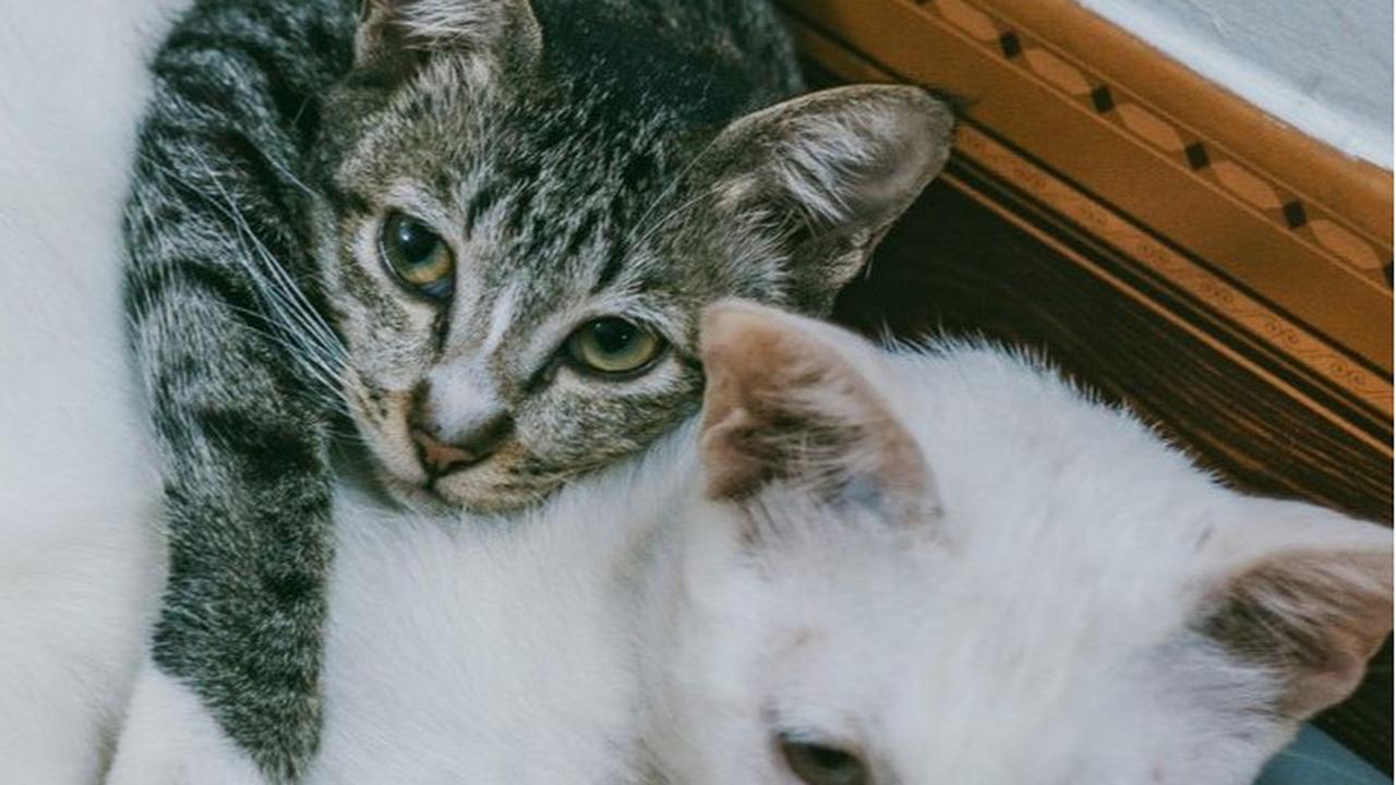 8 Jenis Suara Kucing yang Punya Arti Tertentu, Pemilik Anabul Wajib Tahu