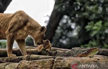 Pemkot Bandung Jaring Pengelola Baru Bandung Zoo, Prioritaskan Transparansi dan Profesionalisme