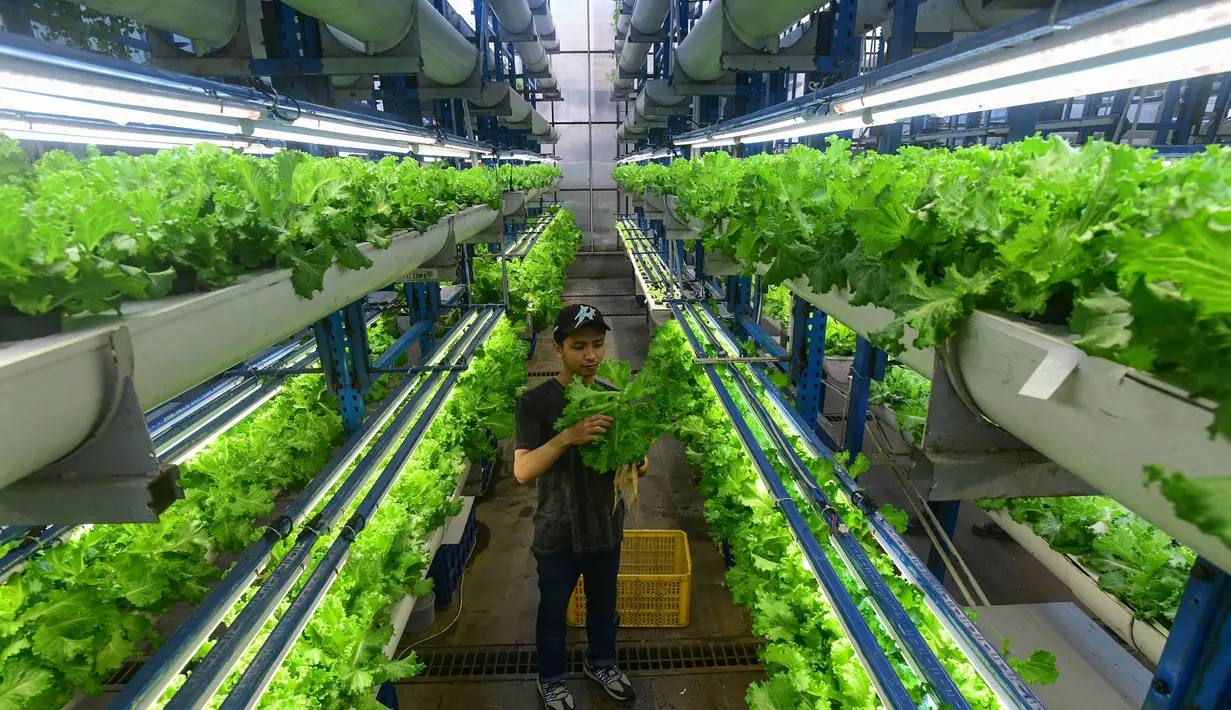 Hasil panen untuk memasok kebutuhan hotel, restoran, dan kafe di wilayah Jakarta dan sekitarnya. (merdeka.com/Arie Basuki)