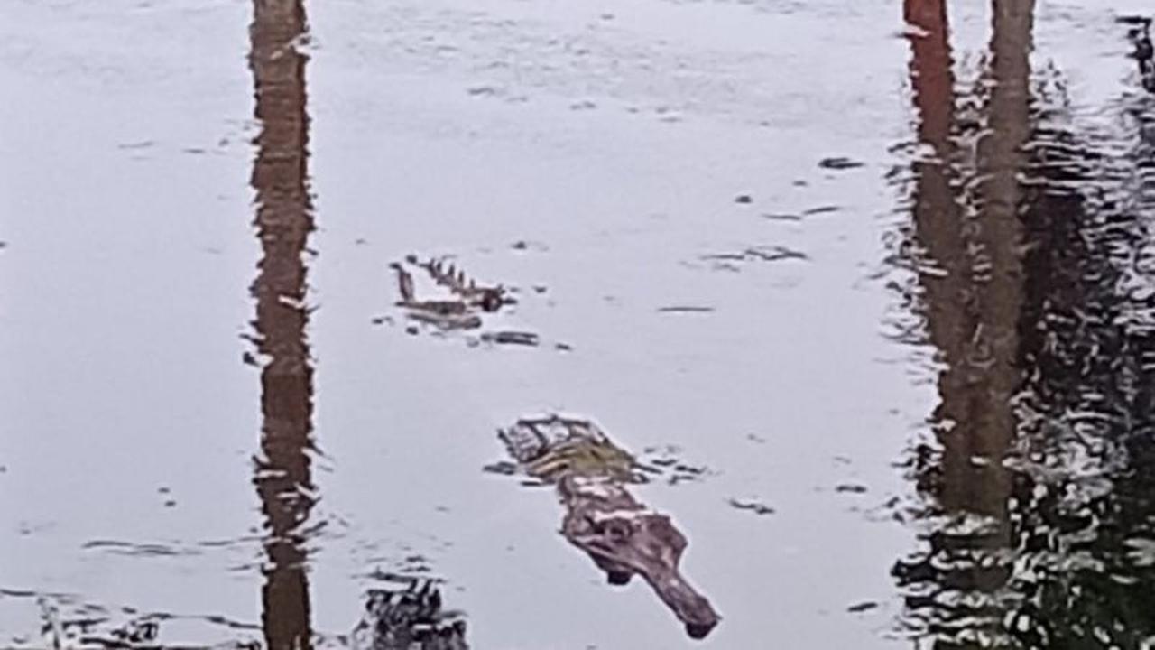 Warga Tanjabtim Resah, Buaya Mulai Muncul Dekat Pemukiman Pasca-Banjir