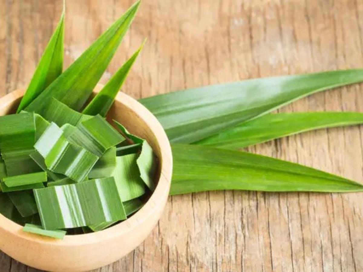 Manfaat lain Daun Pandan yang Berguna Bagi Kesehatan Wajah dan Kulit Kamu