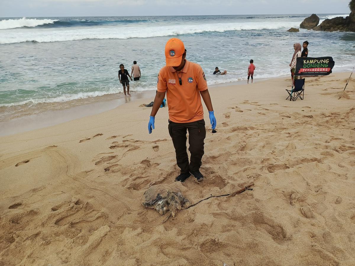 Temuan penyu mati di Pantai Gunungkidul