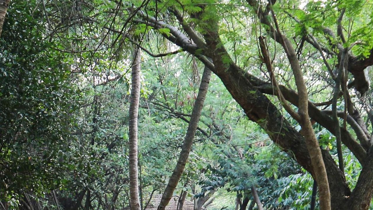 Selain terdapat banyak manfaat, Kawasan Ekowisata Mangrove PIK juga menjadi tempat wisata favorit masyarakat untuk menikmati akhir pekan.