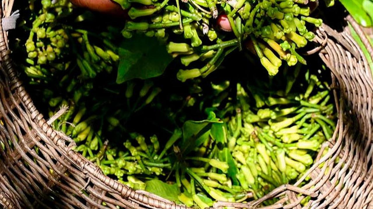 FOTO: Geliat Petani Memetik Cengkih Saat Masa Panen di Aceh