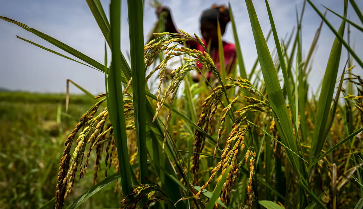 Seorang wanita suku Karbi memanen padi di ladang di pinggiran Gauhati, India, Senin (23/5/2022). Secara historis dan nenek moyang mereka menyebut diri mereka Arleng (harfiah "manusia" dalam bahasa Karbi) dan disebut Karbi oleh orang lain. (AP Photo/Anupam Nath)