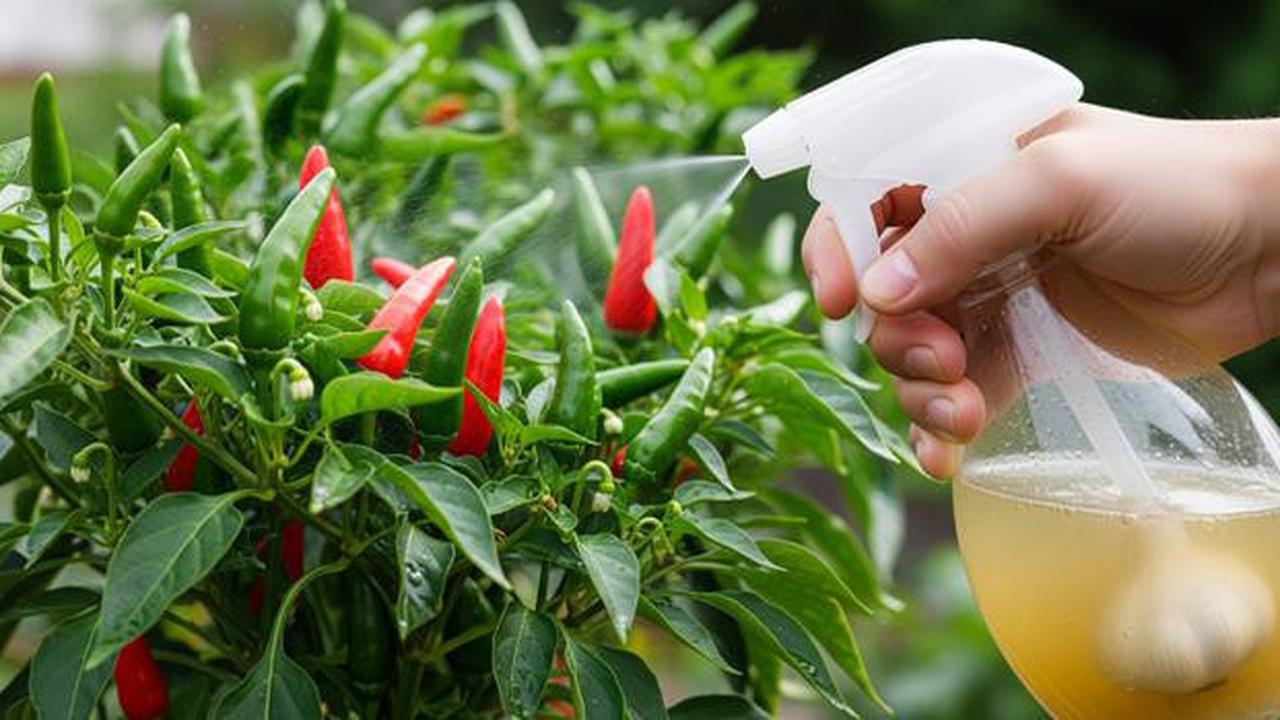 7 Cara Mengusir Semut Dari Tanaman Cabai Tanpa Pestisida Kimia untuk Kebun Sehat dan Produktif
