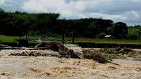 Banjir bandang di Kecamatan Padang Ulak Tanding Bengkulu menghanyutkan ratusan ton ikan di kolam air deras (Liputan6.com/Yuliardi Hardjo)