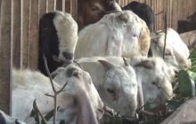 3 Ras Kambing Ini Diburu Pedagang Hewan Kurban