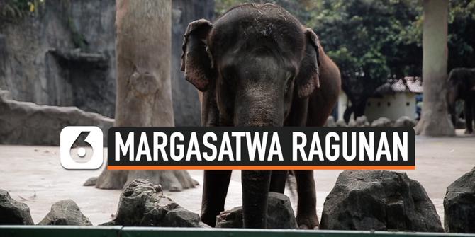 VIDEO: Taman Margasatwa Ragunan Mulai Dibuka Hanya Warga DKI Jakarta