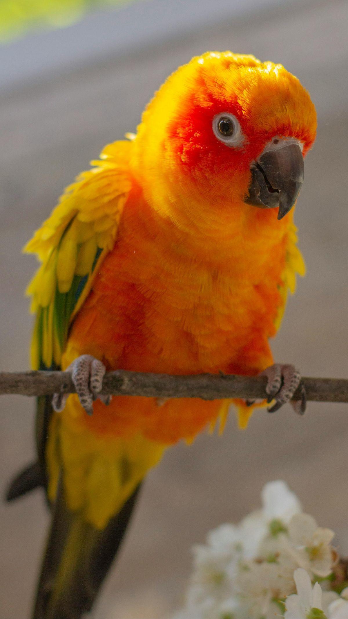 <b>Sun Conure&nbsp;</b>