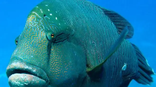 Ikan Wrasses
