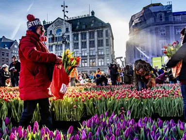 Orang-orang memetik tulip pada Hari Bunga Tulip Nasional di Dam Square, Amsterdam pada 19 Januari 2019. Acara ini merupakan awal musim bunga tulip internasional yang secara resmi dimulai hingga akhir April mendatang. (Robin Utrecht / ANP / AFP)