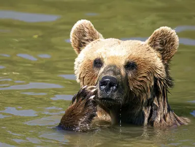Beruang cokelat Hana mendinginkan diri di kolam air di Bear Sanctuary Pristina, dekat ibu kota Pristina, Kosovo, Kamis (8/7/2021). Warga di Eropa timur yang tidak terbiasa dengan suhu tinggi sedang berjuang untuk mengatasi gelombang panas yang melanda seluruh wilayah. (AP Photo/Visar Kryeziu)