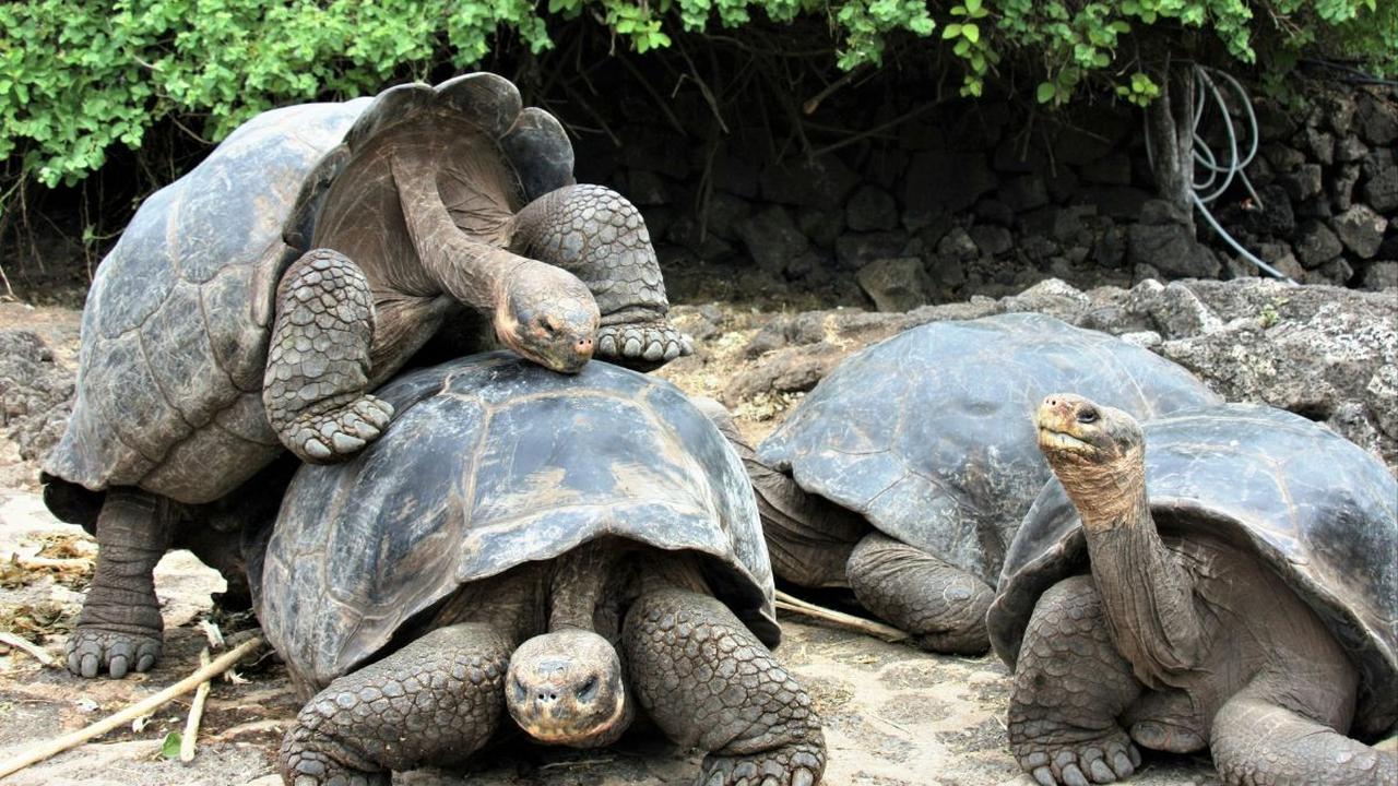 <b>Kura-kura Galápagos</b>