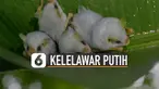 Kelelawar berukuran 5cm ini tengah terancam punah.