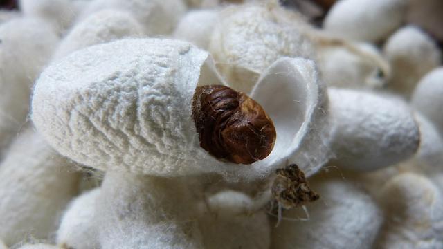 Proses Metamorfosis Sempurna pada Kupu-Kupu dan Lebah, Perhatikan Tahapan Fasenya