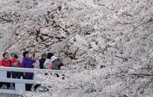 FOTO: Mekarnya Bunga Sakura Warnai Musim Semi di Seoul