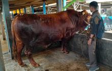 Pemkab Banyumas Imbau Manfaatkan RPH Pemerintah untuk Kurban Aman dan Halal
