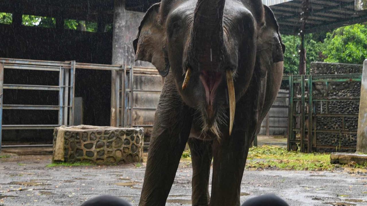 Ragunan Dibanjiri Puluhan Ribu Pengunjung di Hari Kedua Lebaran