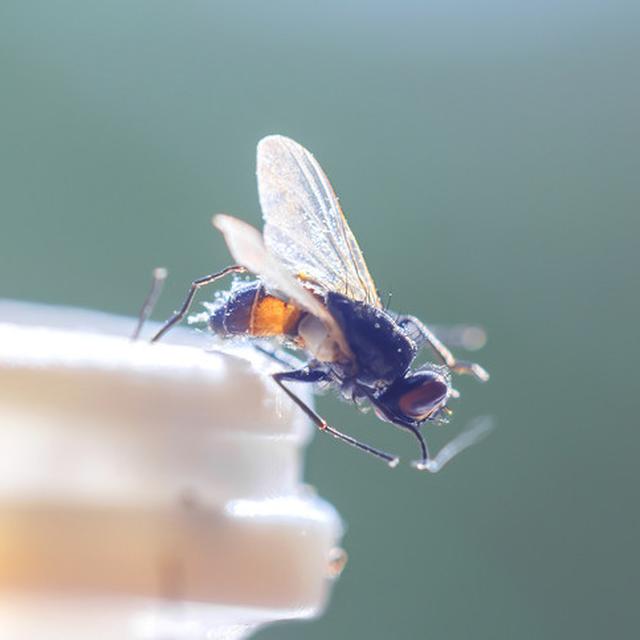 5 Cara Mengusir Lalat Di Rumah Secara Alami Agar Terbebas Dari