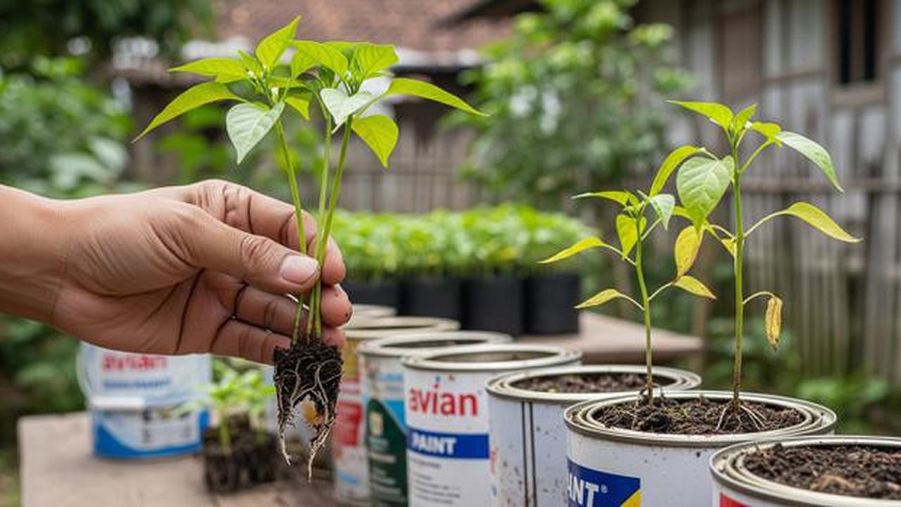 7 Cara Menanam Cabai di Kaleng Cat Bekas, Mudah dan Hemat Lahan