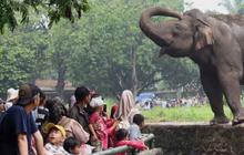 Libur Cuti Bersama, 8.000 Pengunjung Padati Kebun Binatang Ragunan
