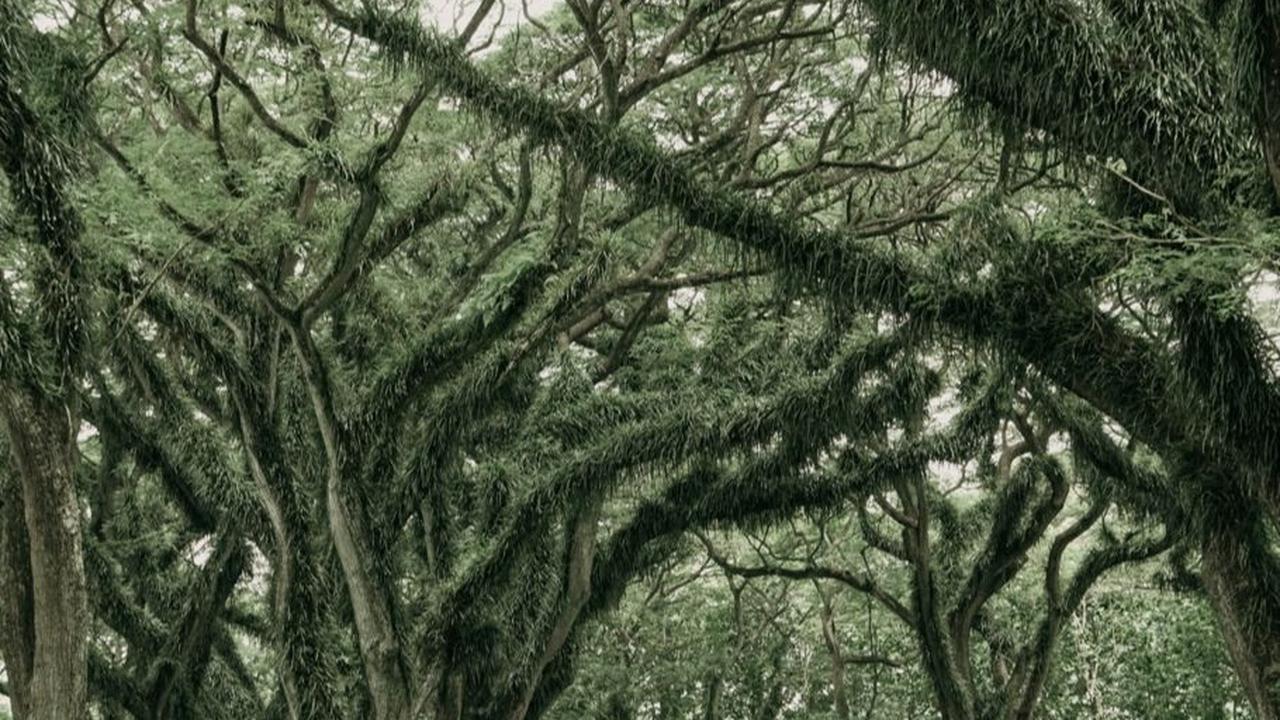 Bersantai di Hutan