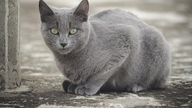 Russian Blue