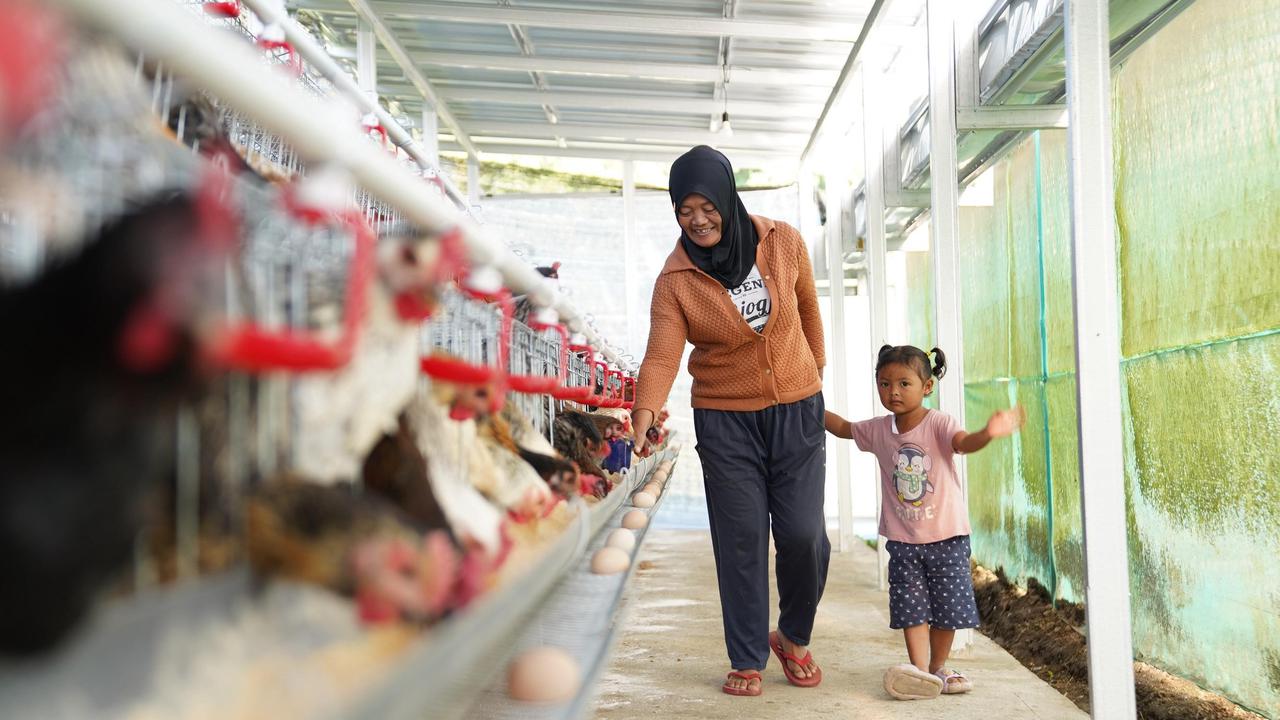 Bantu Ekonomi dan Pangan, PNM Bagikan 240 Ekor Ayam