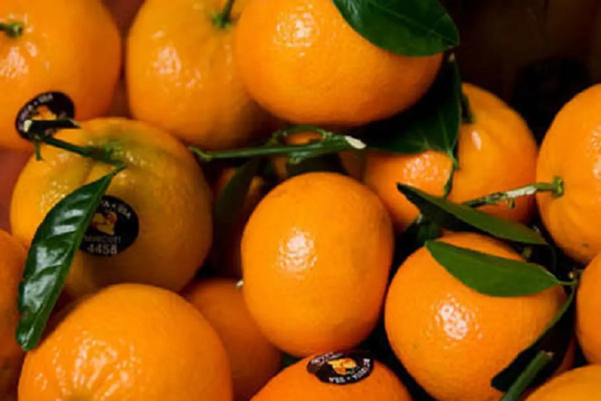 Jeruk Mandarin