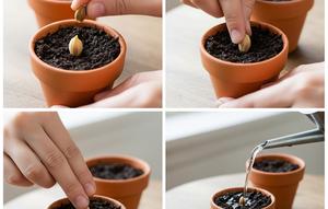 Cara Menanam Lemon dari Biji (AI)