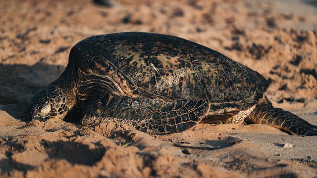 15 Arti Mimpi Penyu Yang Sering Dialami Ragam Bola Com
