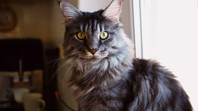 Maine Coon