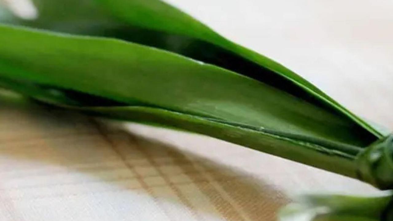 [Bintang] Tanaman Apotek Hidup Daun Pandan