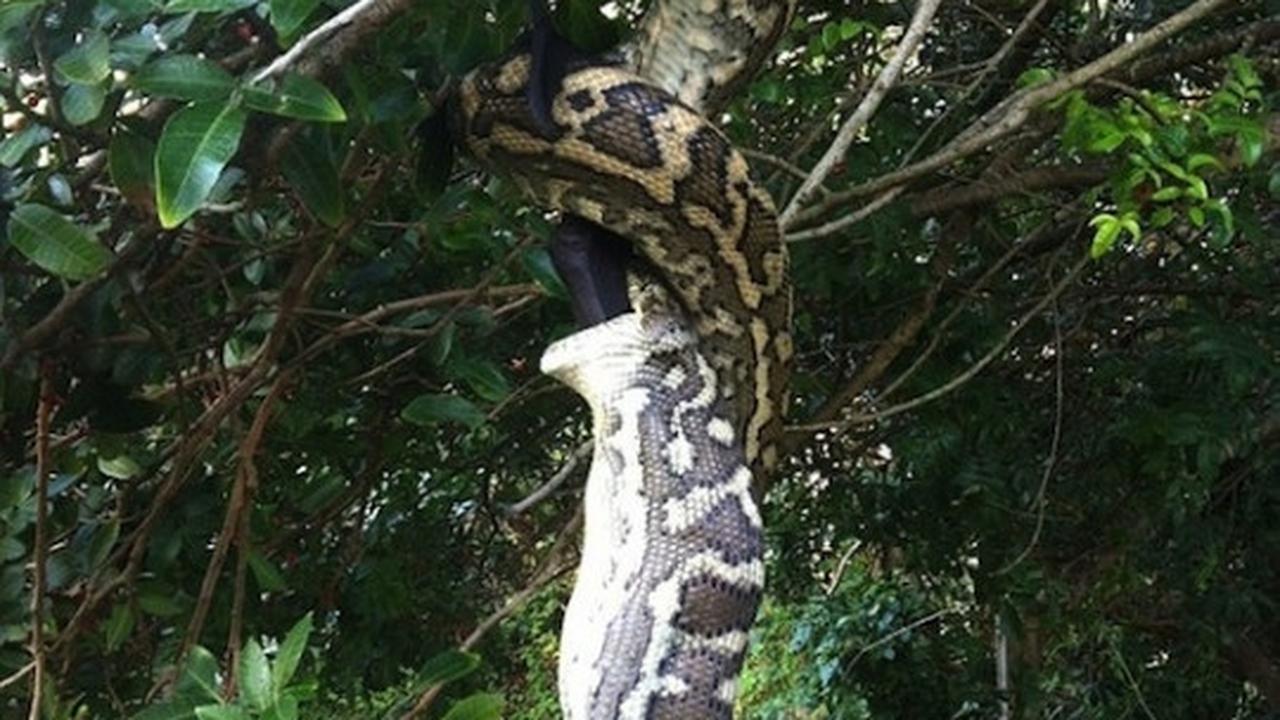 Bergelantungan, piton raksasa ini telan "Batman" 30 menit