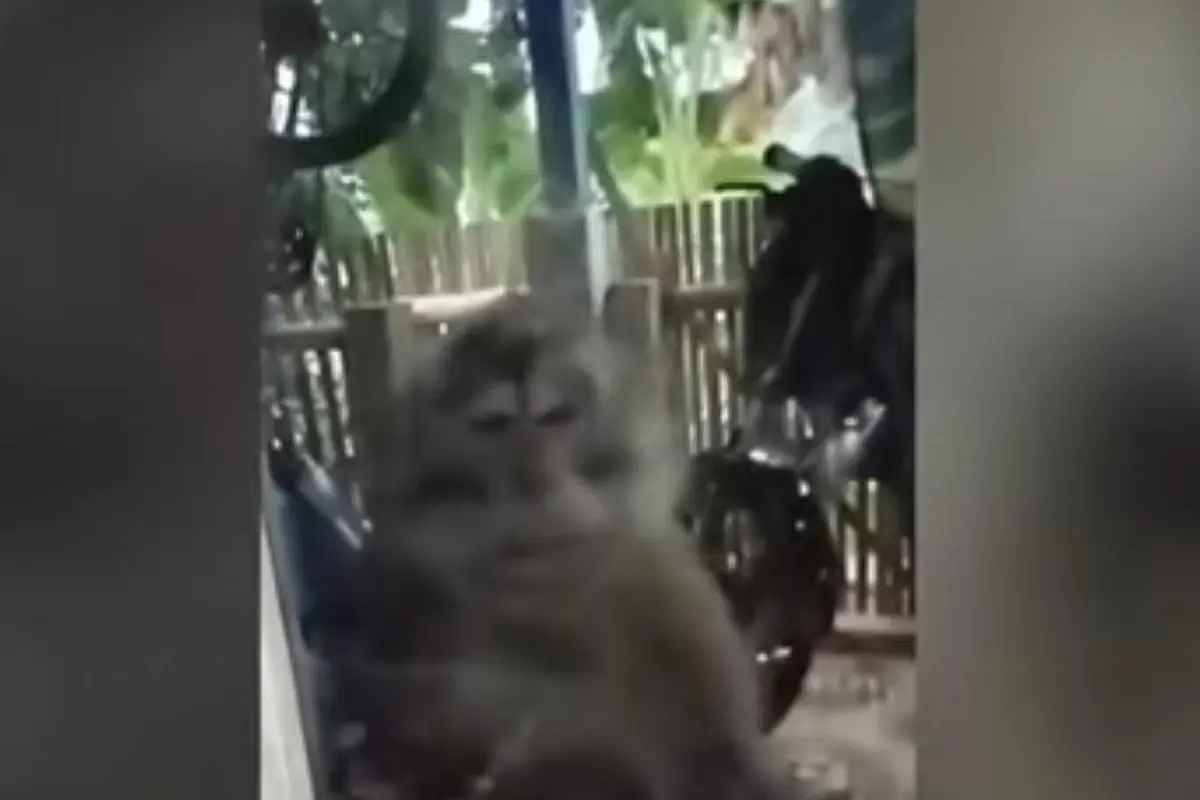 Seekor monyet liar menyerang seorang bocah berusia lima tahun hingga mengalami luka serius di Kampung Bobojong, Desa Cimanggu, Kecamatan Cibeber, Kabupaten Cianjur, Senin 13 April 2026.