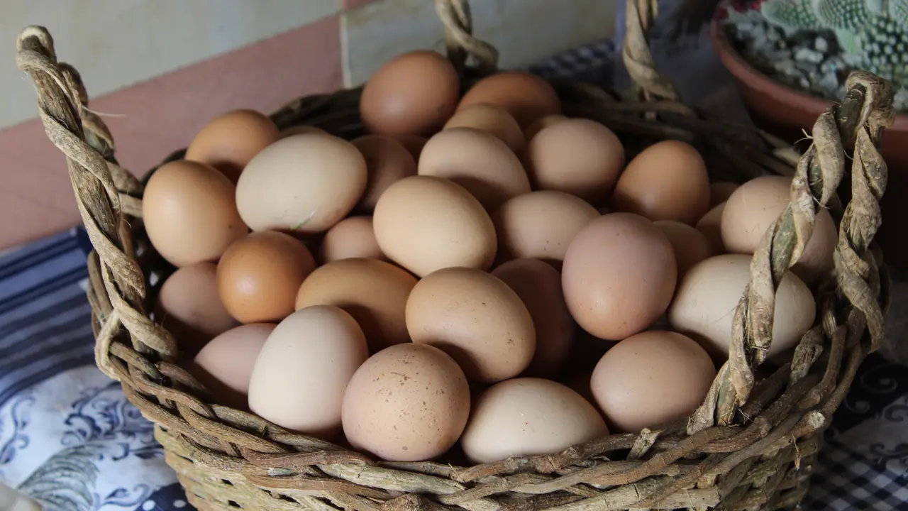 Telur