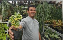 Sukses Jadi Mata Pencaharian Warga Sekitar, Ini Kisah Klaster Usaha Tanaman Hias Binaan BRI