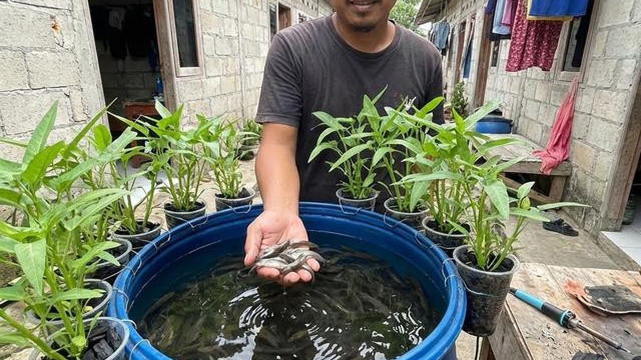 Cara Buat Kolam Lele dari Ember, Hasil Panen Sehat dan Melimpah